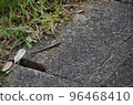 A lizard 96468410