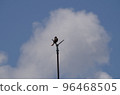 sky and bird 96468505