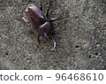 Beetle 96468610