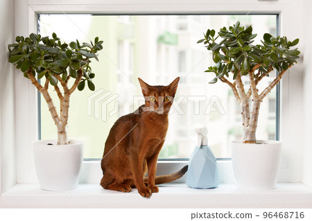 Abyssinian young cat sitting on the windowsill. Beautiful purebred short haired kitten Abyssinian young cat sitting on the windowsill. Beautiful purebred short haired kitten 96468716