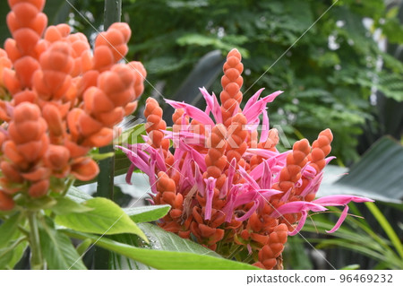 Beautiful Aphelandra cinciliana flower with pink flowers emerging from orange bracts like fire Beautiful Aphelandra cinciliana flower with pink flowers emerging from orange bracts like fire 96469232