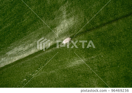 A closeup shot of a white mealybug sitting on the green orchid leaf A closeup shot of a white mealybug sitting on the green orchid leaf 96469236