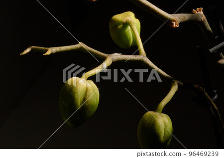 A closeup shot of a white mealybugs sitting on the orchid branch A closeup shot of a white mealybugs sitting on the orchid branch 96469239