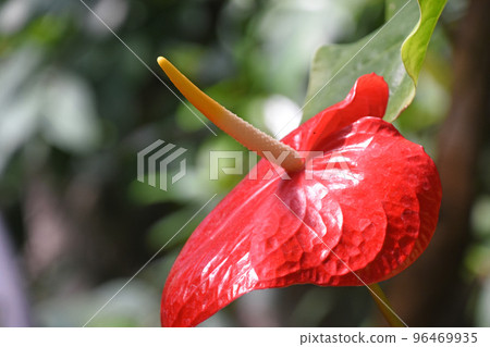 A pretty anthurium flower with a pale yellow spadix emerging from a glossy red heart-shaped bract. A pretty anthurium flower with a pale yellow spadix emerging from a glossy red heart-shaped bract. 96469935