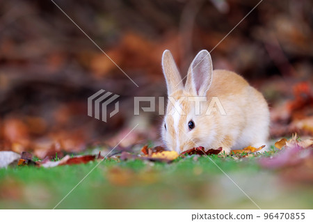 Okunojima的兔子 96470855