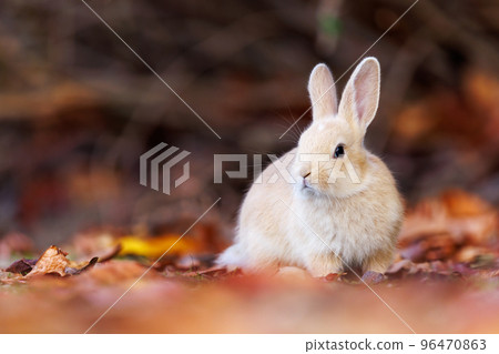Rabbit of Okunojima 96470863