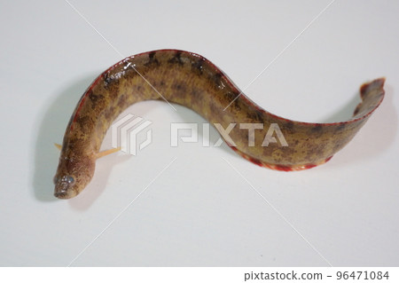 Gimpo on the cutting board Gimpo on the cutting board 96471084