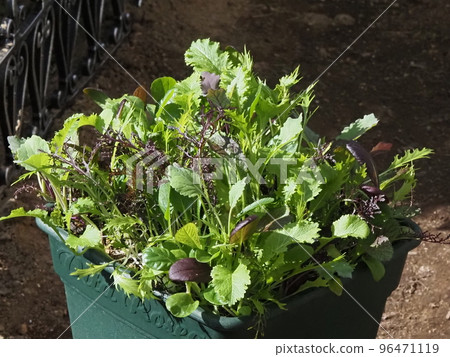 群植嫩葉 96471119