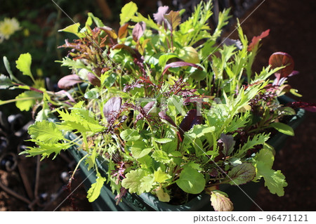 群植嫩葉 群植嫩葉 96471121