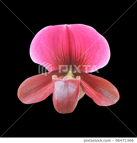 Paphiopedilum orchid isolated on black background. Lady's slipper orchid. Orchid flowers. 96471366
