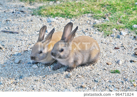 [大久野島的兔子（兔子島）] 廣島縣竹原市忠海町 96471824