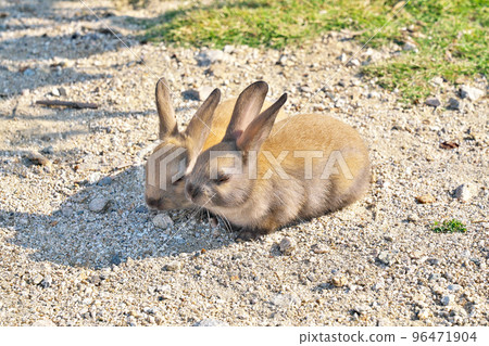 [Rabbit on Okunoshima (Rabbit Island)] Tadanoumi Town, Takehara City, Hiroshima Prefecture 96471904