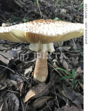 大傘菇 大傘菇 96472280