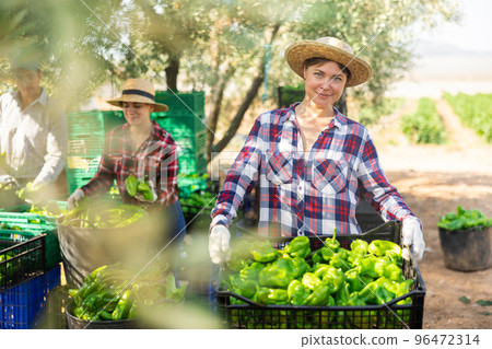 Portrait of woman farmer holding crate of bell pepper Portrait of woman farmer holding crate of bell pepper 96472314