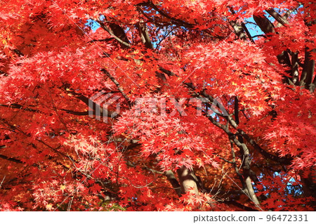 河口湖7-11周邊風景 河口湖7-11周邊風景 96472331