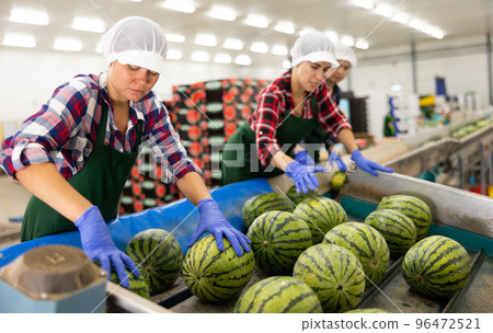 Women hardworking in agricultural facility, sorting watermelons 96472521