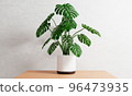 Monstera in plant pot on table inside house with white concrete background. Botanical nature and decor concept. 3D illustration rendering 96473935