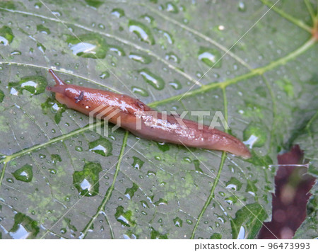 雨後秋葵葉上的鼻涕蟲 雨後秋葵葉上的鼻涕蟲 96473993