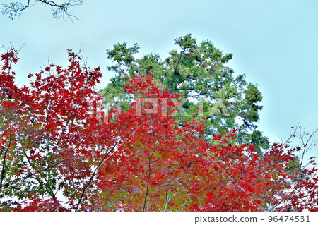 Autumn, autumn leaves and yellow leaves 96474531