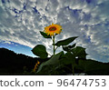 Thick clouds and a blue sky, and the stubbornness of sunflowers growing boldly under them. 96474753