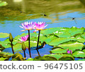 Summer water lily garden, three cool dragonflies, in the middle of chasing. 96475105