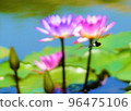 A dragonfly that passes through the water lily, a figure that dances brilliantly, and a very fast dragonfly. 96475106