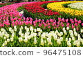 With the arrival of spring, the garden is full of tulips. Very nice color combination. 96475108