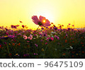 In the deepening autumn, the sunset over the cosmos field touches my heart. 96475109