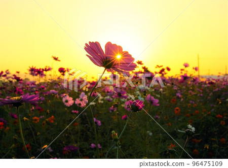 In the deepening autumn, the sunset over the cosmos field touches my heart. 96475109