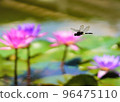 A dragonfly flying between water lilies, a dragonfly flying leisurely and gracefully. 96475110