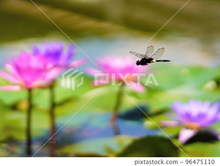 A dragonfly flying between water lilies, a dragonfly flying leisurely and gracefully. 96475110