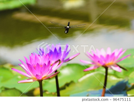 A dragonfly that came in front, a dragonfly that won't stop, a dragonfly that only moves forward. 96475111