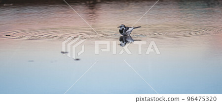 水上行走的鳥 96475320