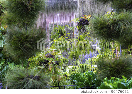 Plantation and fern decorating in garden. 96476021