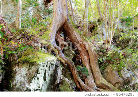 Oki, Uchiko Town, Ehime Prefecture Oki, Uchiko Town, Ehime Prefecture 96476293