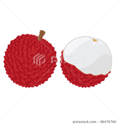 Lychee illustration Lychee illustration 96476760