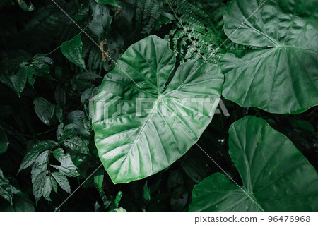 Alocasia leaves 96476968