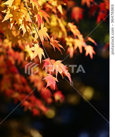 landscape, autumn, foliage 96476969