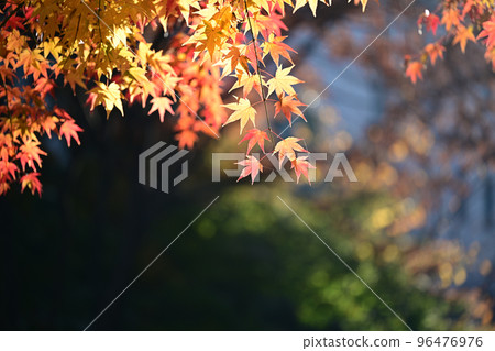 landscape, autumn, foliage landscape, autumn, foliage 96476976