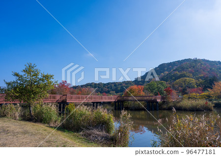 曾根沼湖岸綠地，您可以在美麗的藍天和秋葉中露營 | 滋賀縣彥根市 96477181
