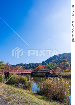 曾根沼湖岸綠地，秋葉美麗，可以露營 | 滋賀縣彥根市 96477183