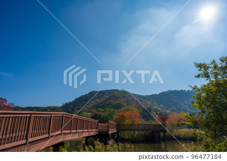 Sone-numa lakeshore green area where autumn leaves are beautiful and you can camp | Hikone City, Shiga Prefecture Sone-numa lakeshore green area where autumn leaves are beautiful and you can camp | Hikone City, Shiga Prefecture 96477184
