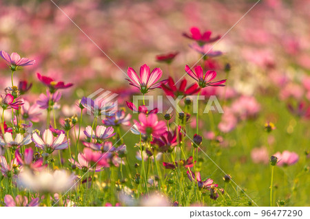 大波斯菊 96477290