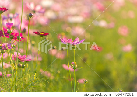 Big cosmos Big cosmos 96477291