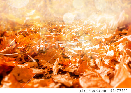 Autumn nature background material with orange colored leaves and fallen leaves 96477591