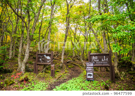 《長野縣》志賀高原秋葉中的旭山步道 96477599