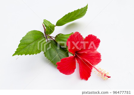 Hibiscus flower with leaves on white Hibiscus flower with leaves on white 96477781