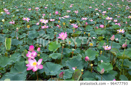 Pink lotus flower blooming in pond with green leaves Pink lotus flower blooming in pond with green leaves 96477793
