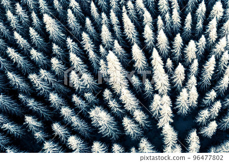 A pine forest covered in snow, a drone flight illustration 96477802