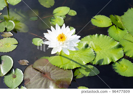 Beautiful blooming Nymphaea lotus flower with leaves, Water lily pot Beautiful blooming Nymphaea lotus flower with leaves, Water lily pot 96477809